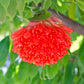 Rose Of Venezuela Live plant (Brownea )