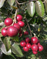 Ruby Longan Fruit Plant ( Dimocarpus longan)