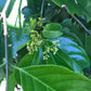 Saputa Acu Fruit Plant (Peritassa Laevigata)