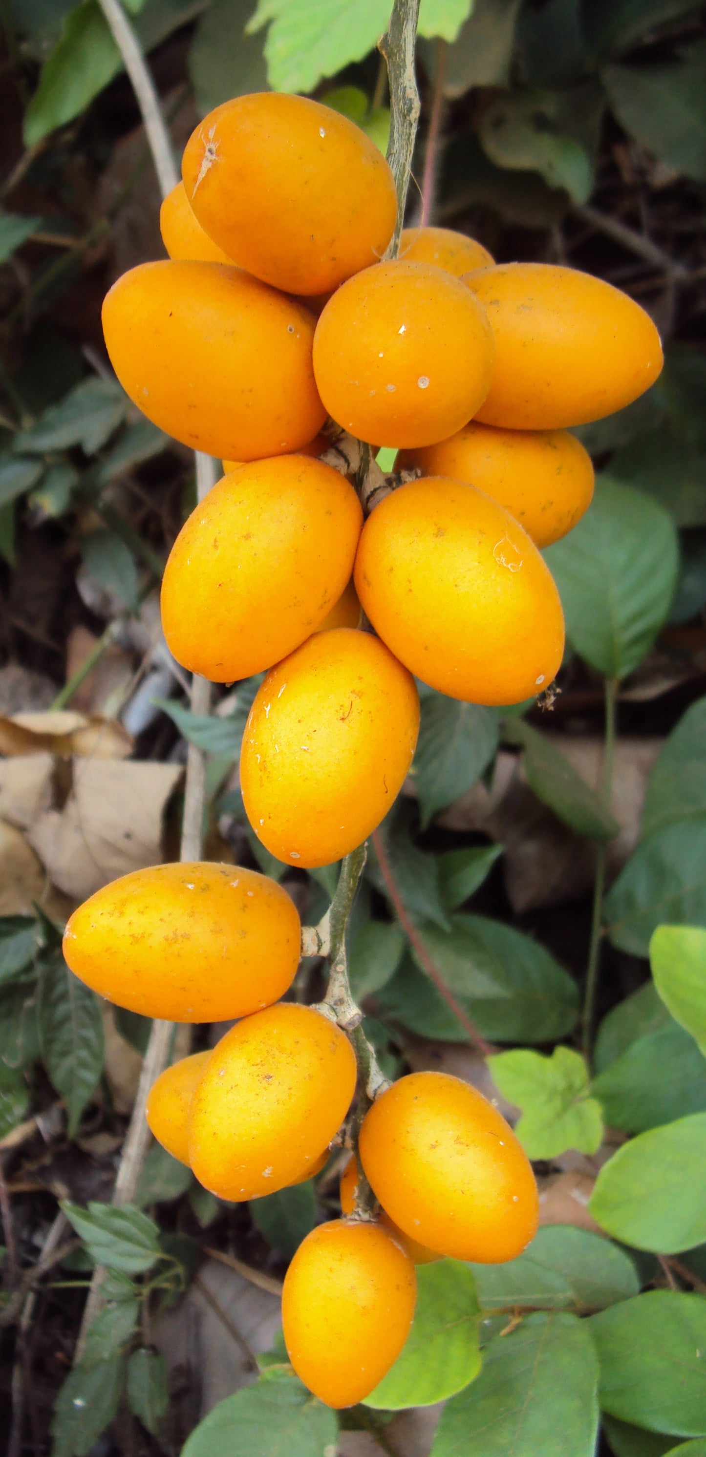 Ingudi Fruit Plant (Sarcostigma kleinii)