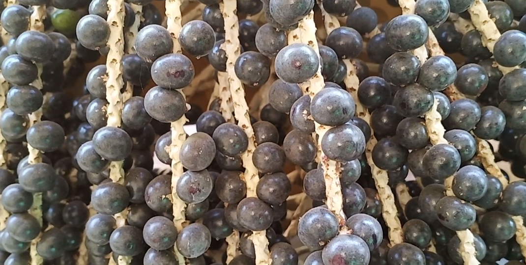 Acai Berry Fruit Plants (Euterpe Oleracea)