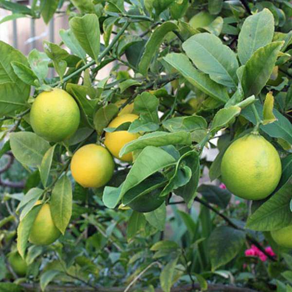 Seedless Lemon Live Plant (Citrus Limon)