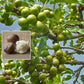 Shea Butter Fruit Live Plant (Vitellaria paradoxa)