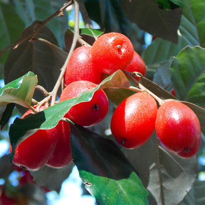 Silver Berry Fruit Plants (Elaeagnus Commutata)
