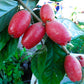 Silver Berry Fruit Plants (Elaeagnus Commutata)