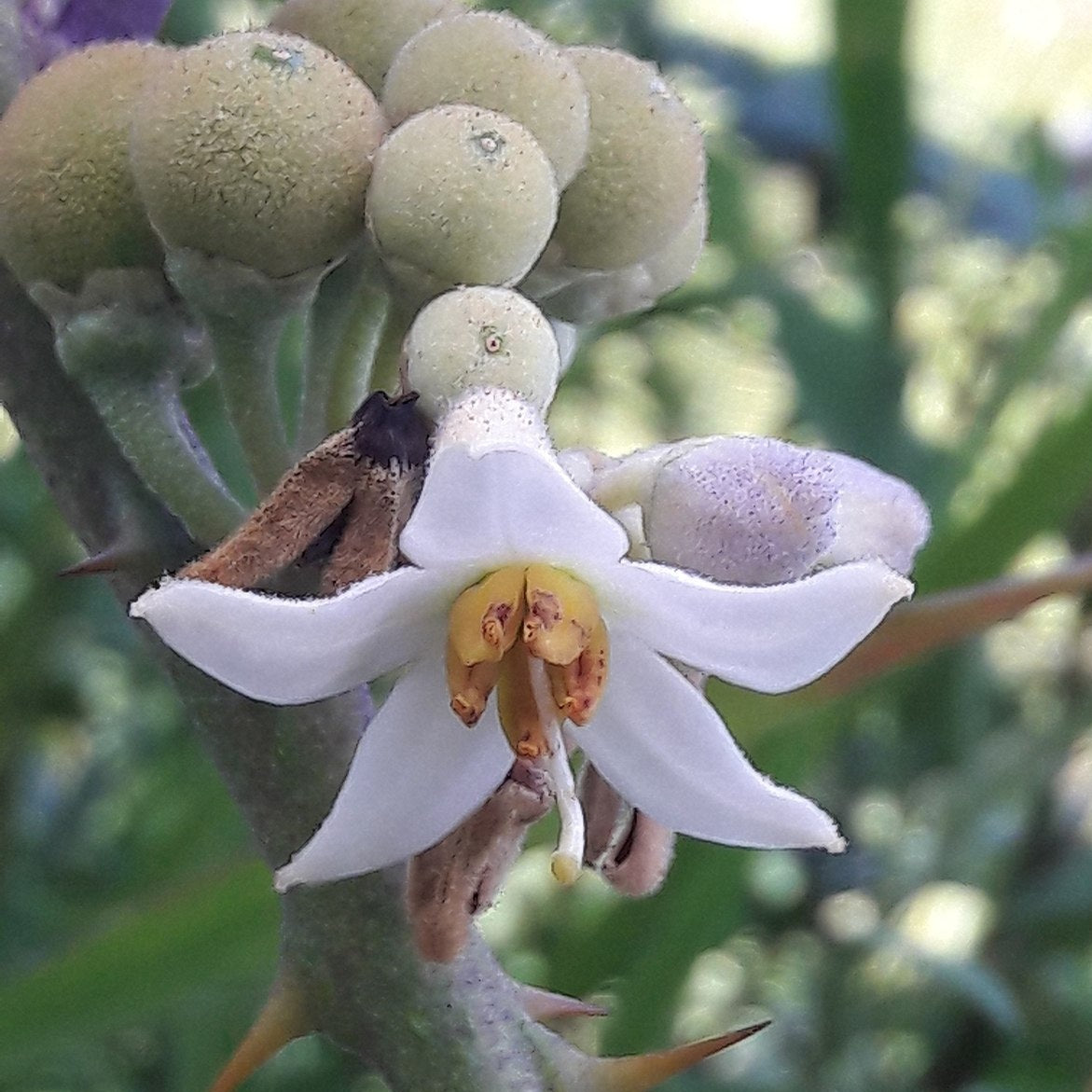 Coconilla Fruit Plant (Solanum stramoniifolium)
