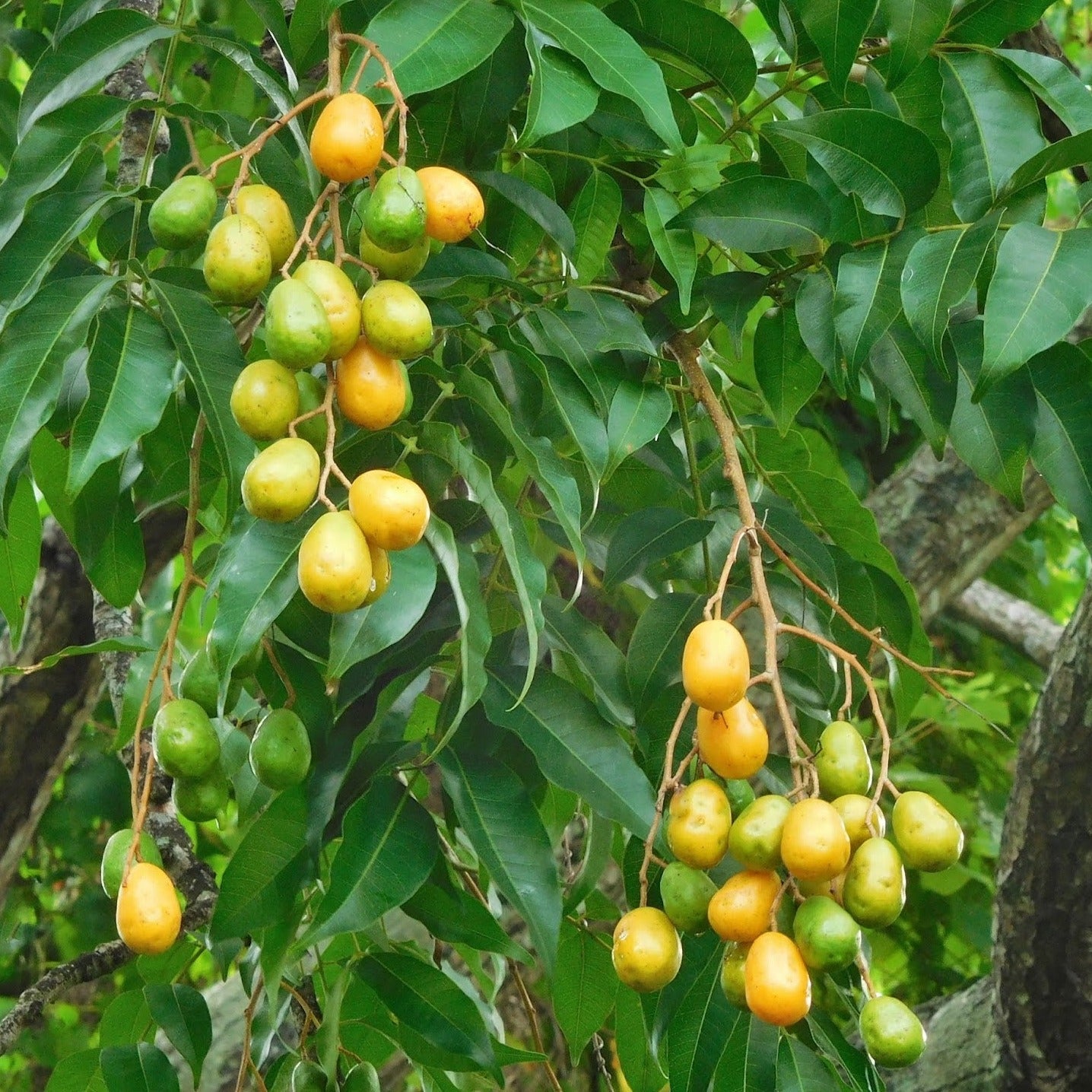 Mobbin Tree Yellow Mombin Fruit plant (Spondias mombin) – veliyathgardens