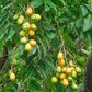 Yellow Mombin Fruit plant (Spondias mombin)