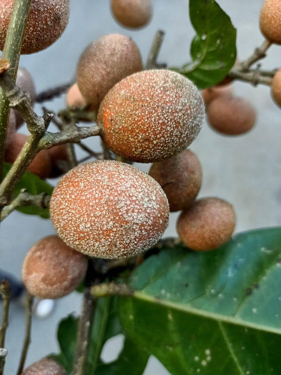 Madhubilata Fruit Plants (Stixis Suaveolens)