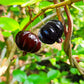 Surinam Cherry Black Fruit Plants (Eugenia Uniflora)