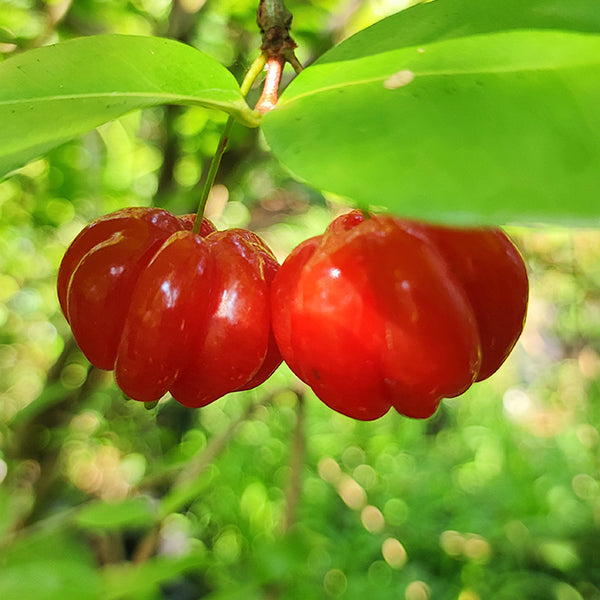 Red Surinam Cherry Fruit Plants (Eugenia Uniflora)