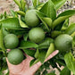 Malta Lemon Live Plant (Citrus Limon)