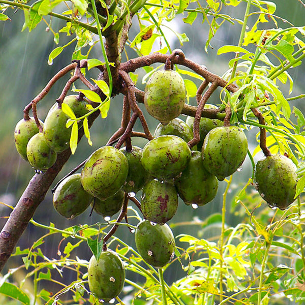 Sweet Ambarella Fruit Plants (Spondias Dulcis)