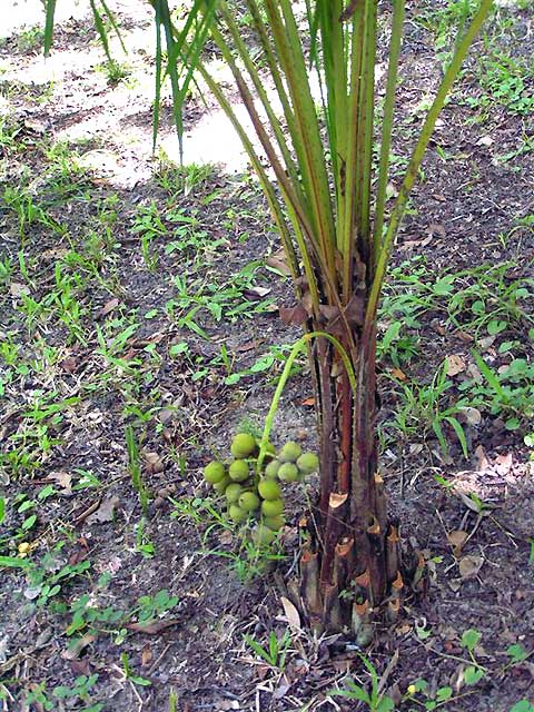 Arikury Palm Plant (Syagrus Schizophylla)