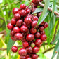 Terengganu Cherry Fruit Plants (Lepisanthes Alata)