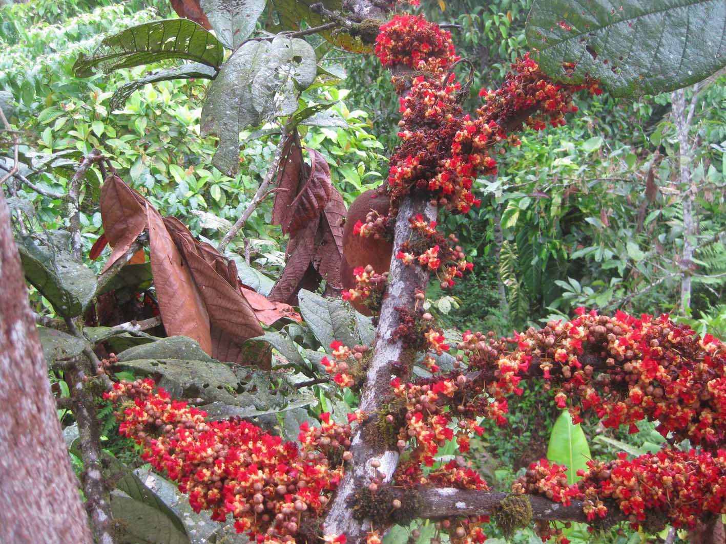 San Lorenzo Theobroma Fruit Plant (Theobroma Sp)
