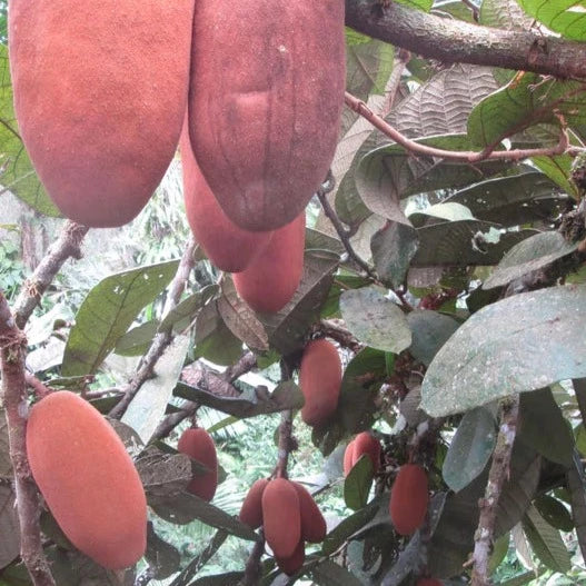 San Lorenzo Theobroma Fruit Plant (Theobroma Sp)