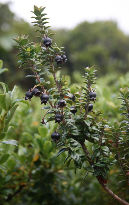 Black Chilean Guava Fruit Plant (Ugni myricoides)