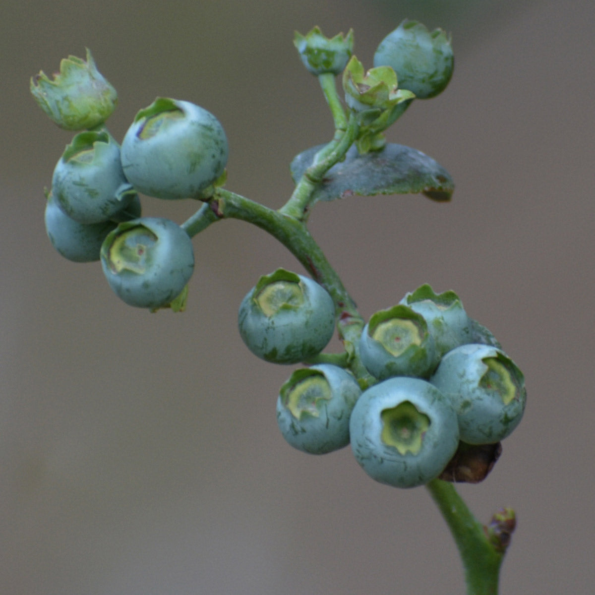Blueberry Fruit plant (Vaccinium sect. Cyanococcus)