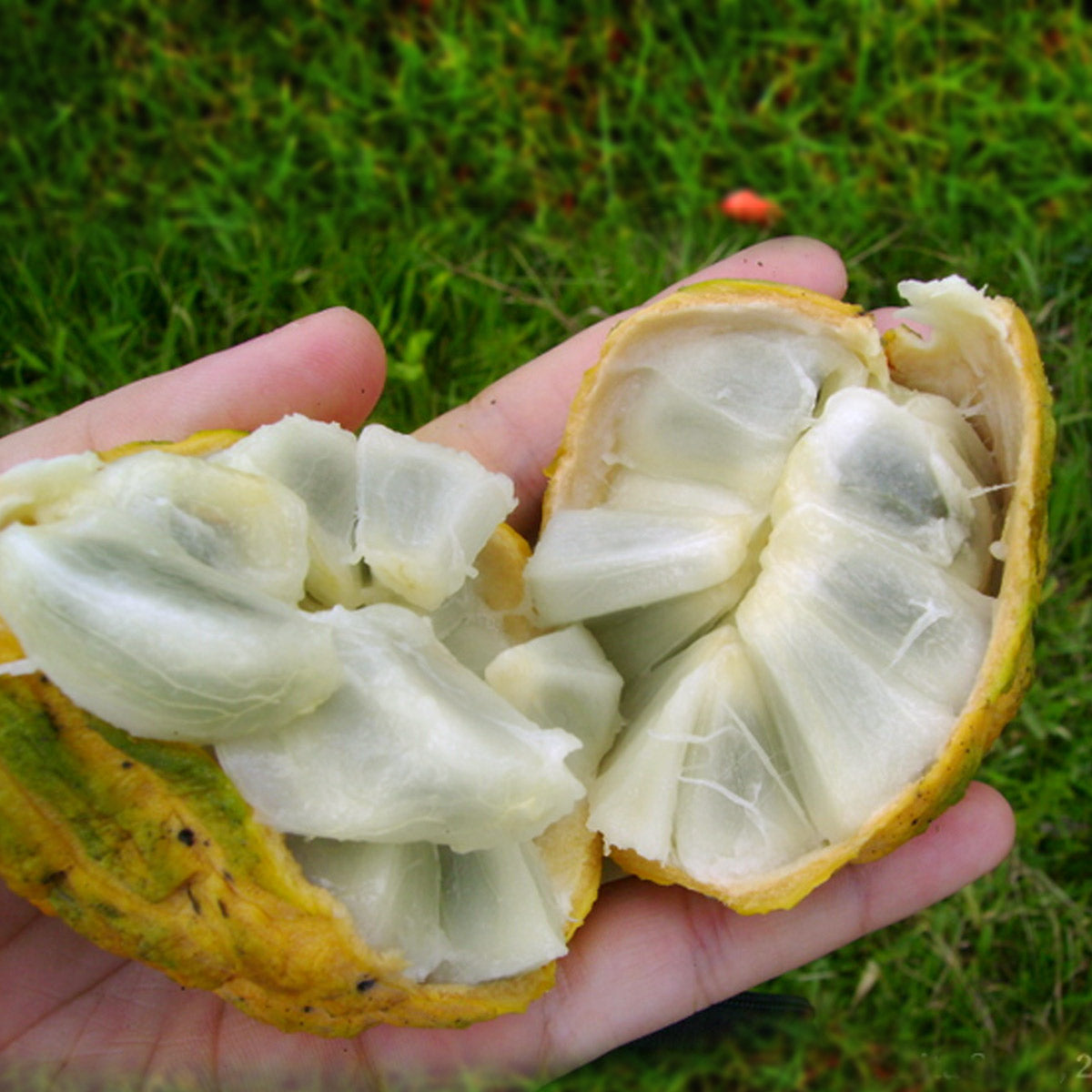 Araticum Do Mato Fruit Plant (Annona sylvatica)