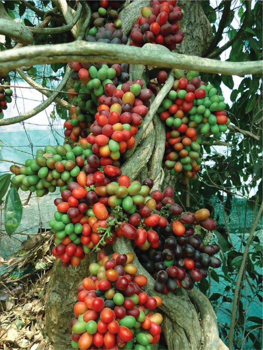Blood Fruit Live Plant (Haematocarpus validus)