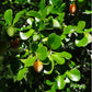 Wild Apricot Fruit Plant (Dovyalis zeyheri)