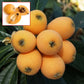 Loquat Fruit Plant (Eriobotrya japonica)