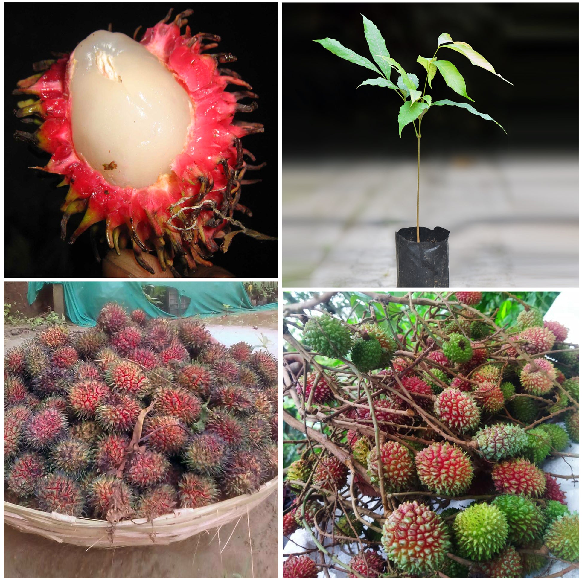 Tadal Fruit Live Plant (Nephelium ramboutan-ake) – veliyathgardens