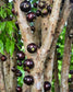 Val-Paraiso Jaboticaba Fruit Plant (Plinia Coronata "Val-Paraiso)