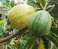 Verigated Guava Live Plant (Psidium Guajava)