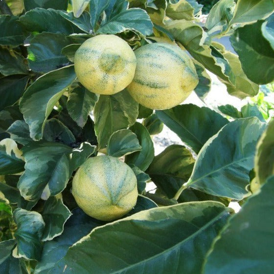 Variegated Lemon Live Plant (Citrus Limon)
