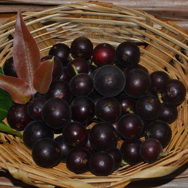 Black velvet Jaboticaba Fruit Plant (Plinia Sp. Veludo Negro)