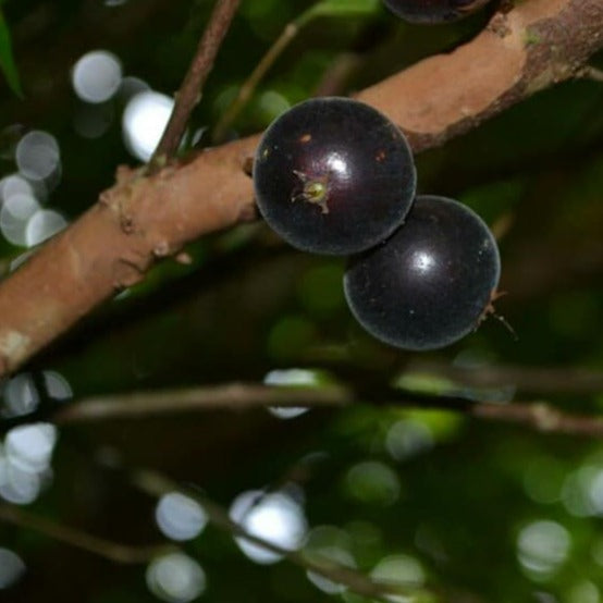 Black velvet Jaboticaba Fruit Plant (Plinia Sp. Veludo Negro)