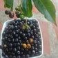 The Guarataro Fruit plant ( Vitex orinocensis )