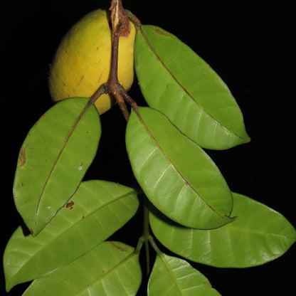Heaven fruit Live Plant (Willughbeia Coriacea)