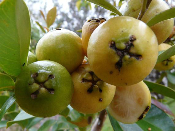 Guava Live Plants (Psidium Guajava)