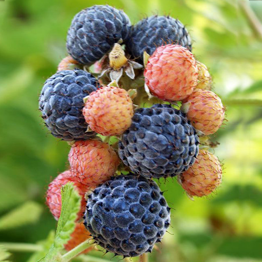 Mysore Raspberry Fruit Plant (Rubus Niveus ) – veliyathgardens