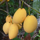 Bacupari Fruit Plants (Garcinia Brasiliensis )