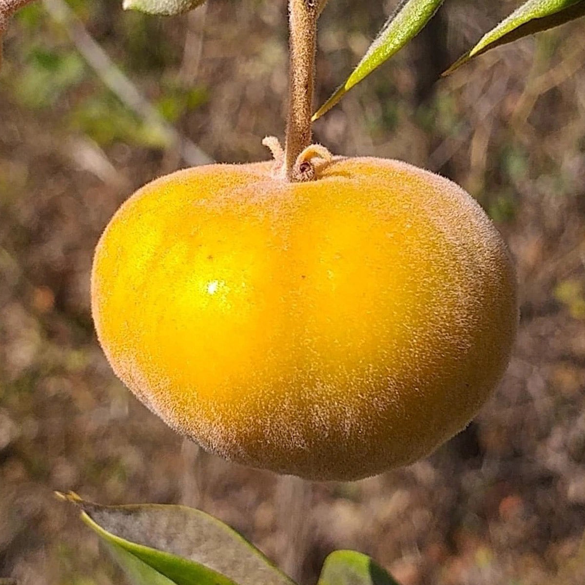 Perinha Fruit Plant (Eugenia sellowiana)