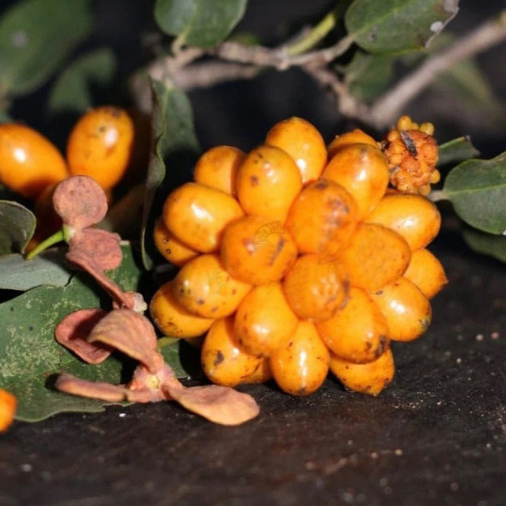 Annona leptopetala live plant