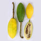 Papayuelo Fruit plant (Carica goudotiana)