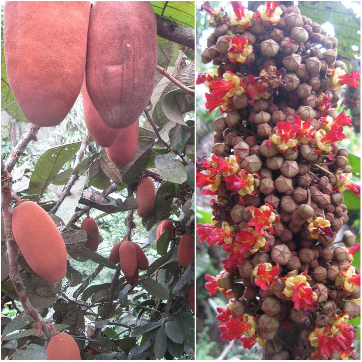 San Lorenzo Theobroma Fruit Plant (Theobroma Sp) – veliyathgardens