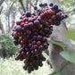 Cambodian Wild Grape Fruit Plant (Ampelocissus Martini)