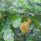 Annona Jahnii Fruit Plant (Annona Jahnii)