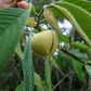 Sprague's Custard Apple Fruit Plant (Annona spraguei)