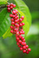 Makmao Berry Fruit Plant (Antidesma velutinosum)