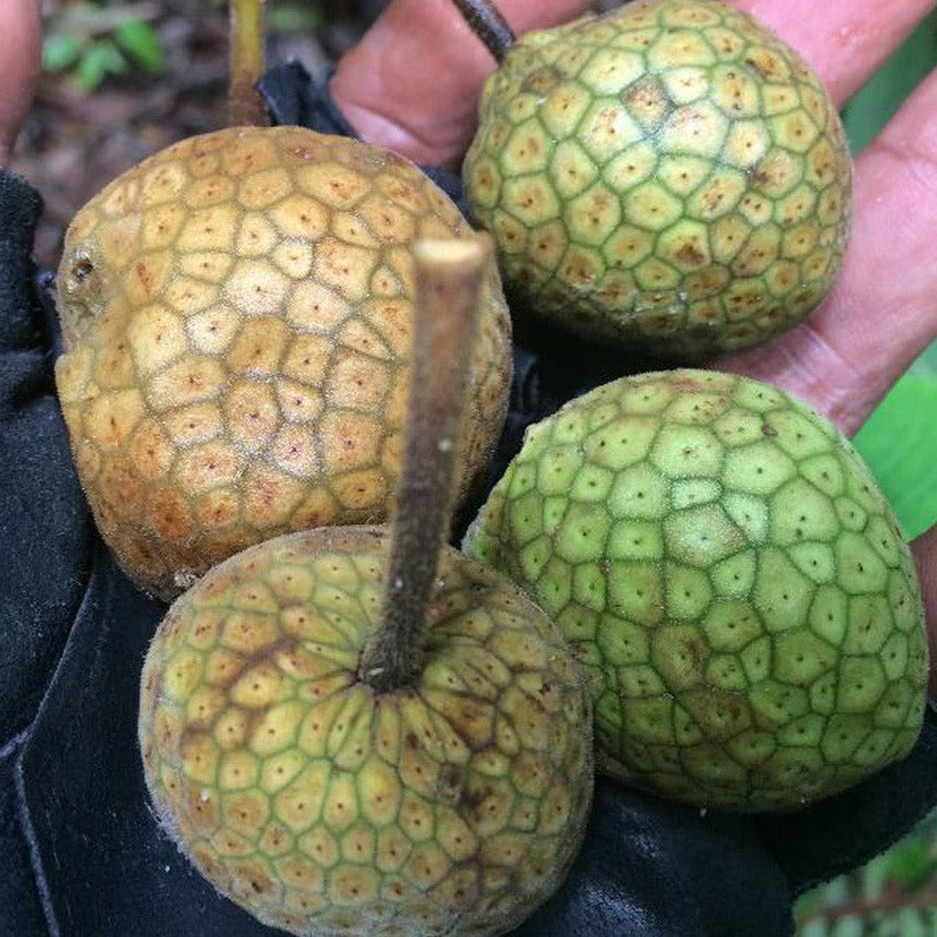 Comadu Tree Pudau Fruit Plant (Artocarpus kemando) – veliyathgardens