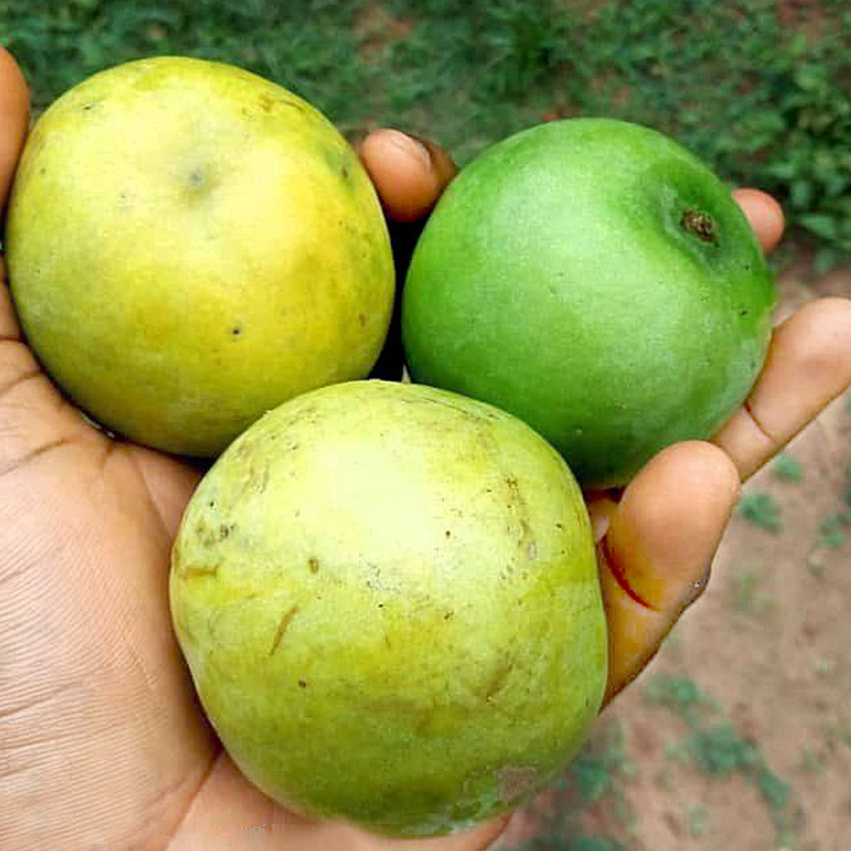 Wild African Bush Mango Irvingia Gabonensis Is A Species Of African