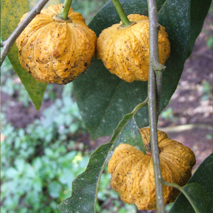 Araticum Do Mato Fruit Plant (Annona sylvatica)