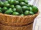 Avocado Fruit TKD1 Plants (Persea Americana)